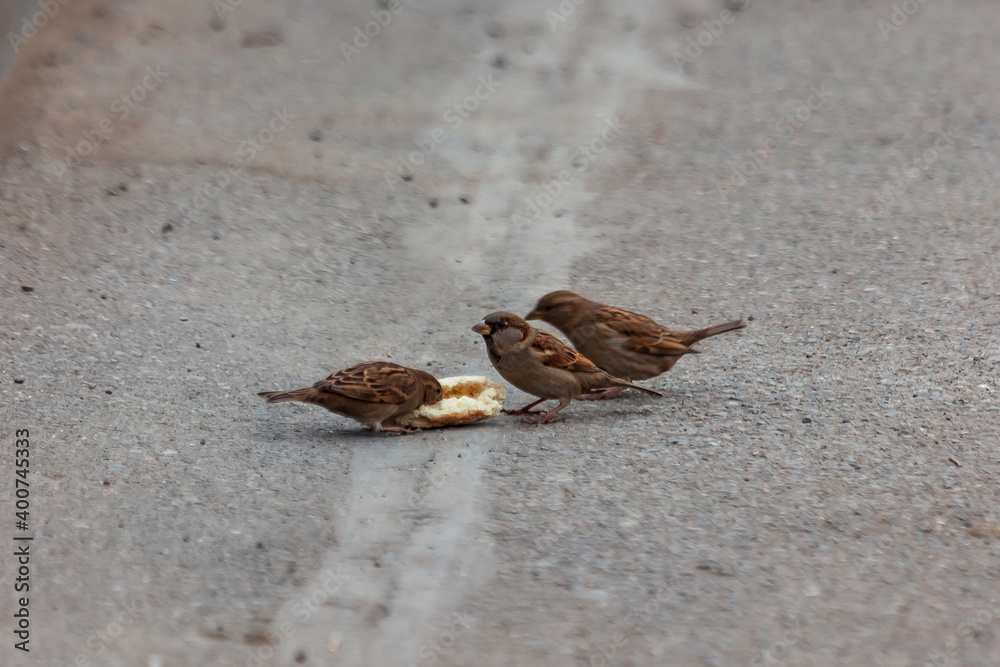 Sparrow pecks bread on the footpath in the park Sparrow pecks bread on the footpath in the park