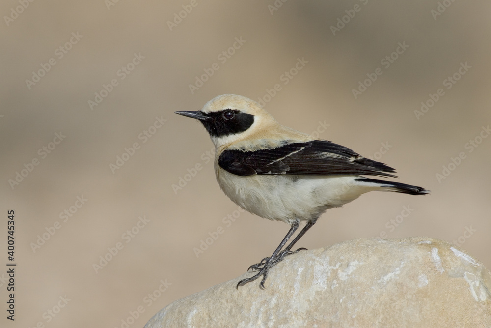 Fototapeta premium Western Black-eared Wheatear, Blonde Tapuit,Oenanthe hispanica