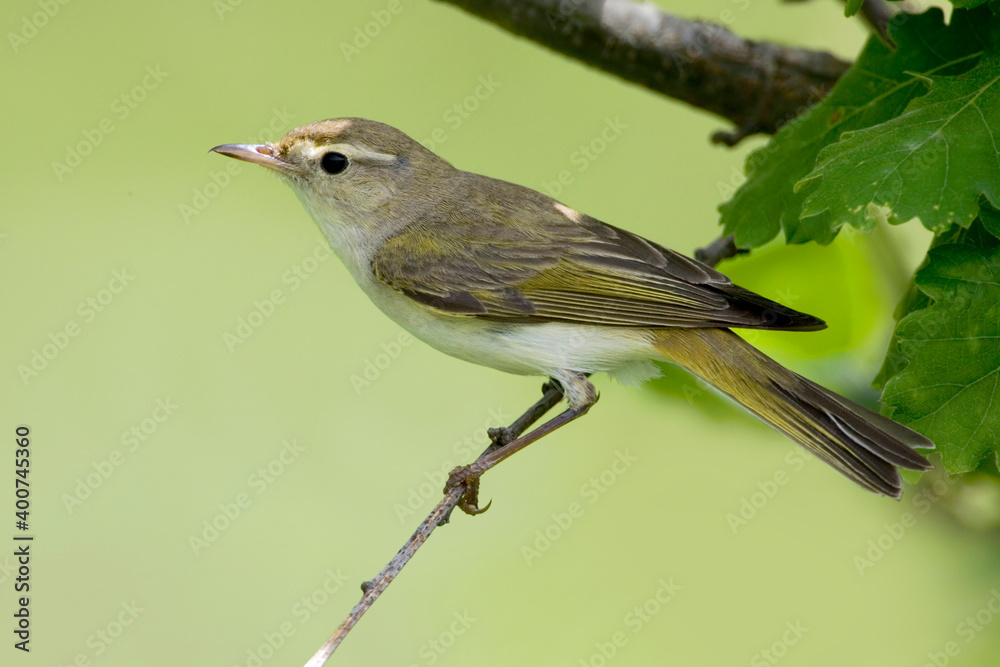Fototapeta premium Bergfluiter, Western Bonelli's Warbler, Phylloscopus bonelli