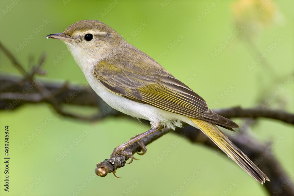 Obraz premium Bergfluiter, Western Bonelli's Warbler, Phylloscopus bonelli