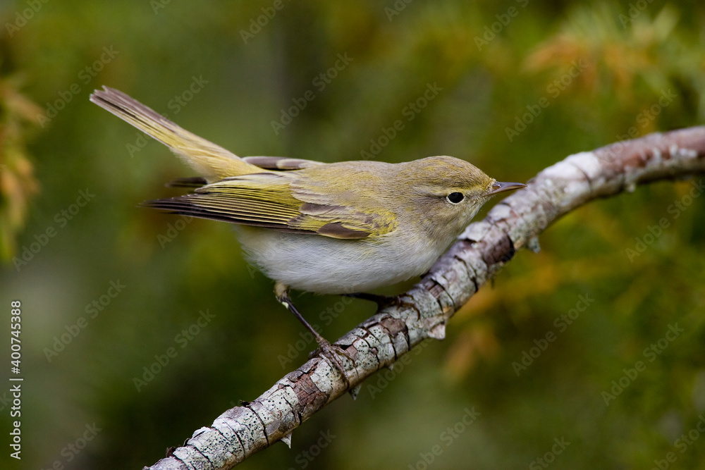 Obraz premium Bergfluiter, Western Bonelli's Warbler, Phylloscopus bonelli