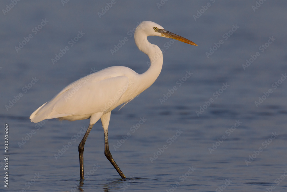 Westelijke Rifreiger, Western Reef heron, Egretta gularis Westelijke Rifreiger, Western Reef heron, Egretta gularis