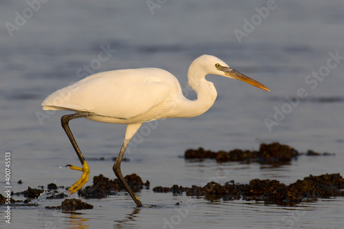 Westelijke Rifreiger, Western Reef heron, Egretta gularis photo