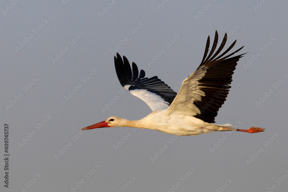 Naklejka premium Ooievaar, White Stork, Ciconia ciconia