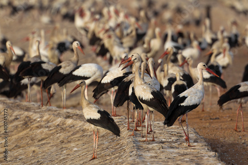 Ooievaar, White Stork, Ciconia ciconia photo