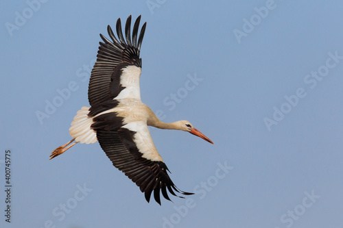 Obraz na płótnie Ooievaar, White Stork, Ciconia ciconia w salonie