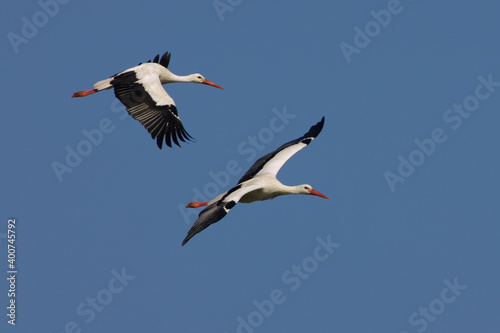 White Stork; Ooievaar; Ciconia ciconia
