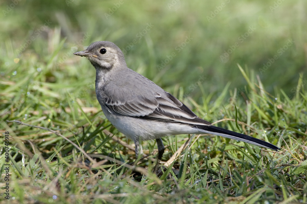 White Wagtail, Witte kwikstaart, Motacilla alba