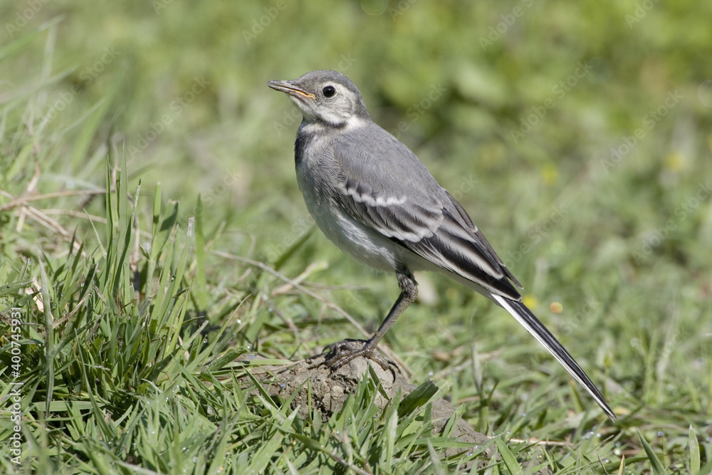 White Wagtail, Witte kwikstaart, Motacilla alba White Wagtail, Witte kwikstaart, Motacilla alba