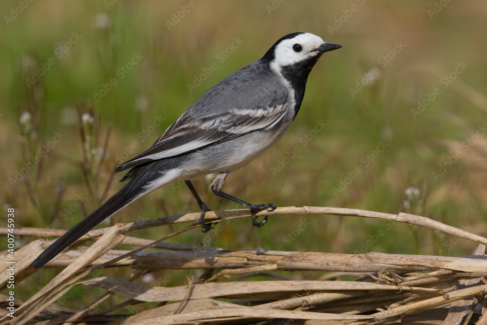 Witte Kwikstaart, White Wagtail, Motacilla alba Witte Kwikstaart, White Wagtail, Motacilla alba