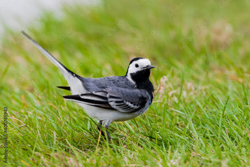 Witte Kwikstaart, White Wagtail, Motacilla alba Witte Kwikstaart, White Wagtail, Motacilla alba