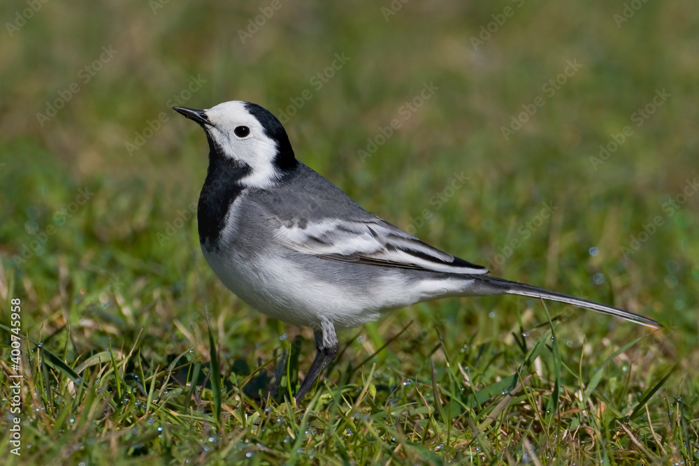 Witte Kwikstaart, White Wagtail, Motacilla alba Witte Kwikstaart, White Wagtail, Motacilla alba