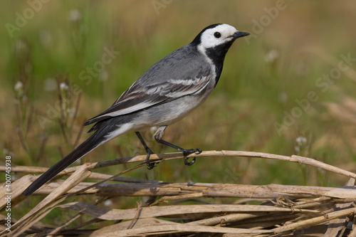 Witte Kwikstaart, White Wagtail, Motacilla alba