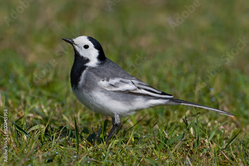 Witte Kwikstaart, White Wagtail, Motacilla alba