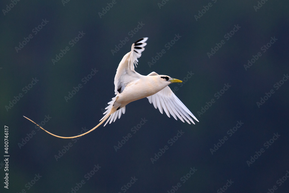 Witstaartkeerkringvogel, White-tailed Tropicbird, Phaethon lepturus