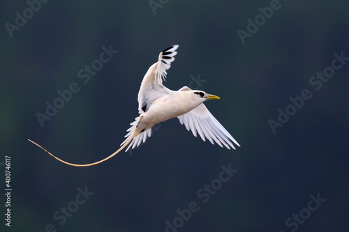 Obraz na płótnie Witstaartkeerkringvogel, White-tailed Tropicbird, Phaethon lepturus w salonie