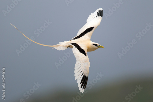 Witstaartkeerkringvogel, White-tailed Tropicbird, Phaethon lepturus photo