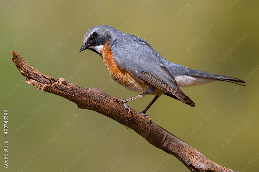 Fototapeta premium Perzische Roodborst, White-throated Robin, Irania gutturalis