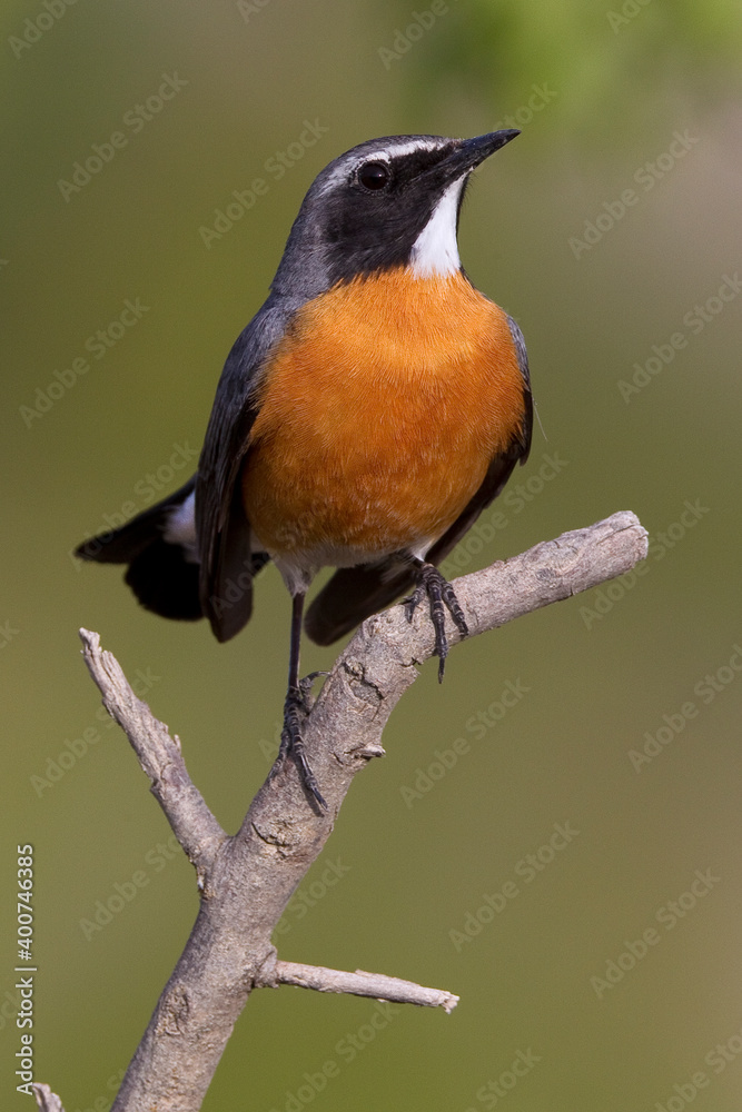 Perzische Roodborst, White-throated Robin, Irania gutturalis Perzische Roodborst, White-throated Robin, Irania gutturalis