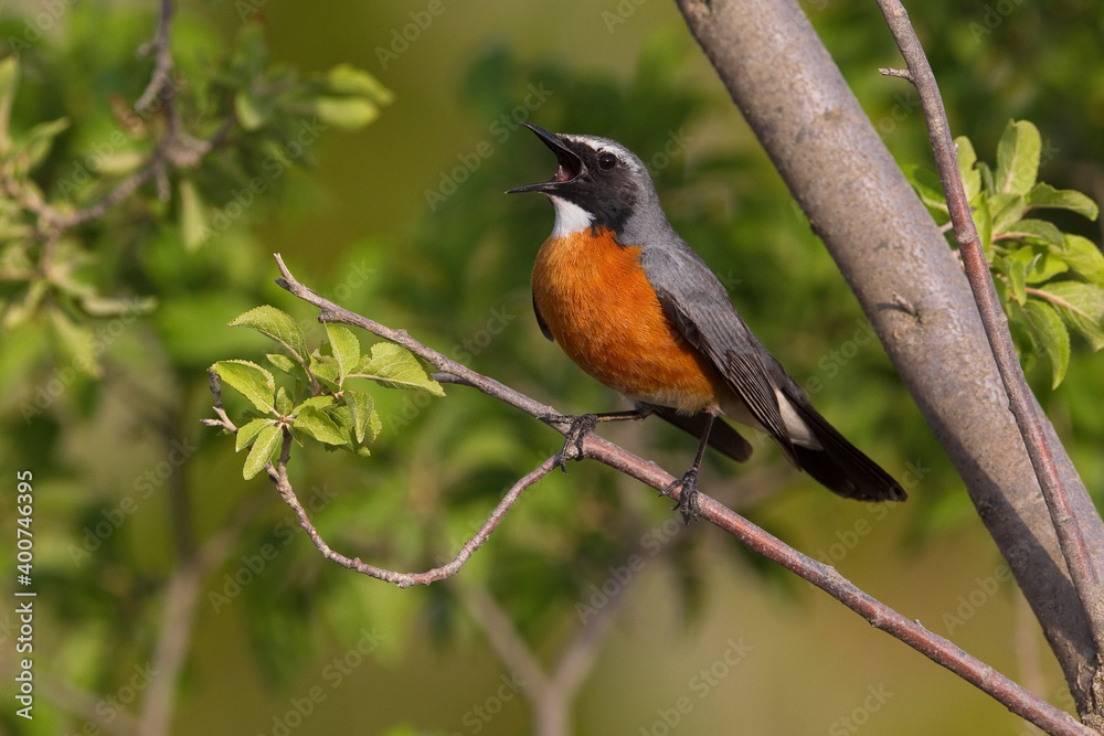 Perzische Roodborst, White-throated Robin, Irania gutturalis Perzische Roodborst, White-throated Robin, Irania gutturalis