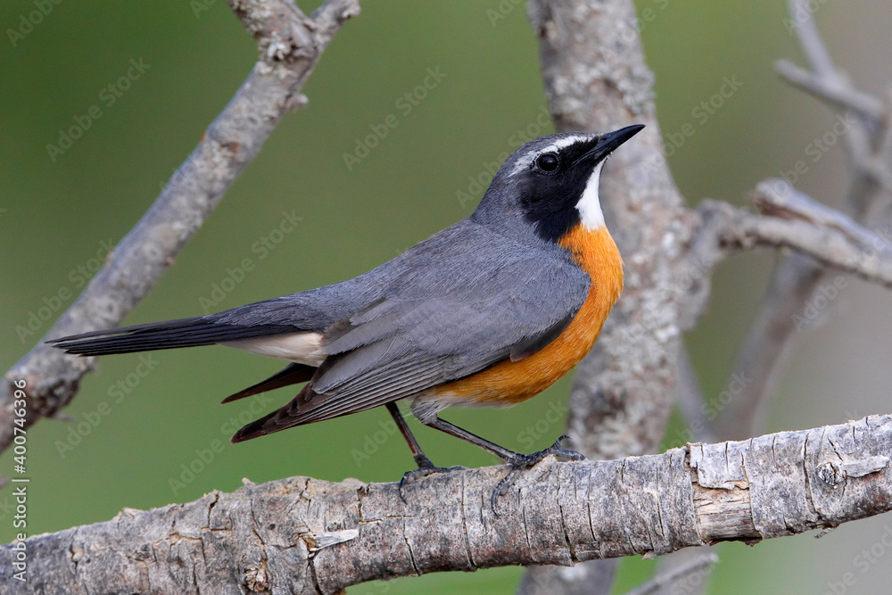 Fototapeta premium Perzische Roodborst, White-throated Robin, Irania gutturalis