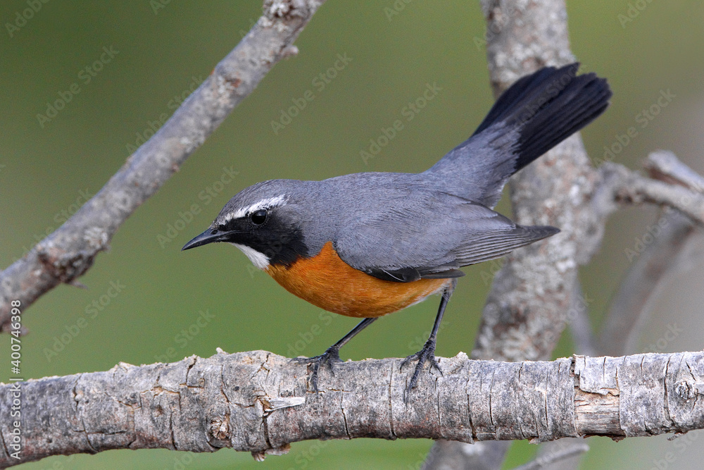 Fototapeta premium Perzische Roodborst, White-throated Robin, Irania gutturalis