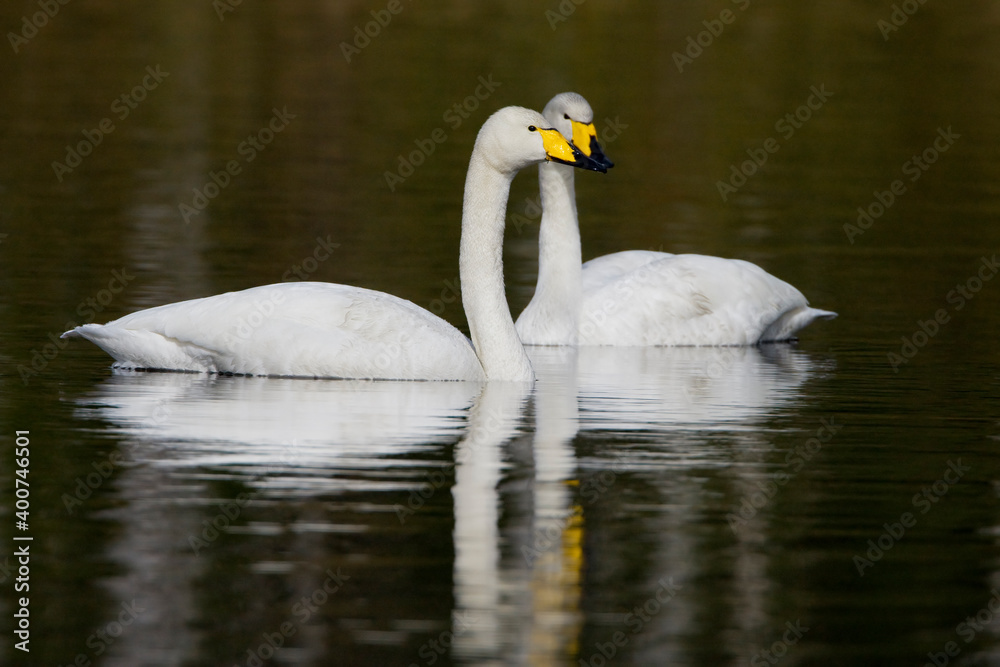 Wilde Zwaan, Whooper Swan, Cygnus cygnus Wilde Zwaan, Whooper Swan, Cygnus cygnus