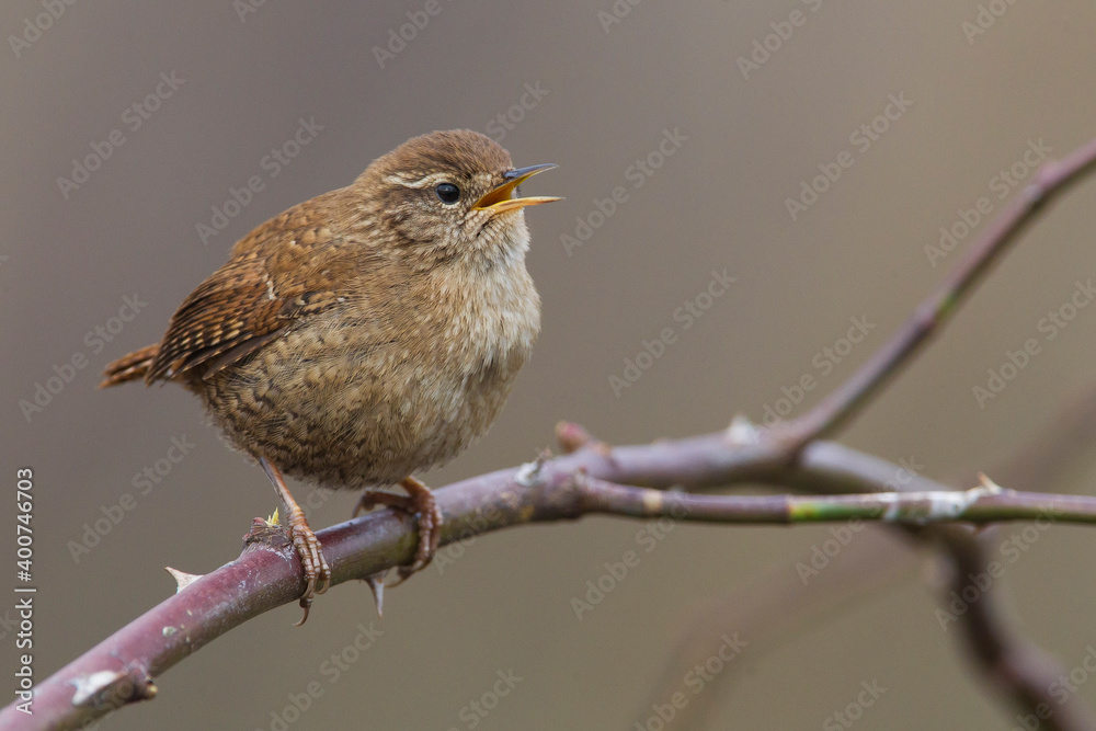 Winterkoning, Winter Wren, Troglodytes troglodytes