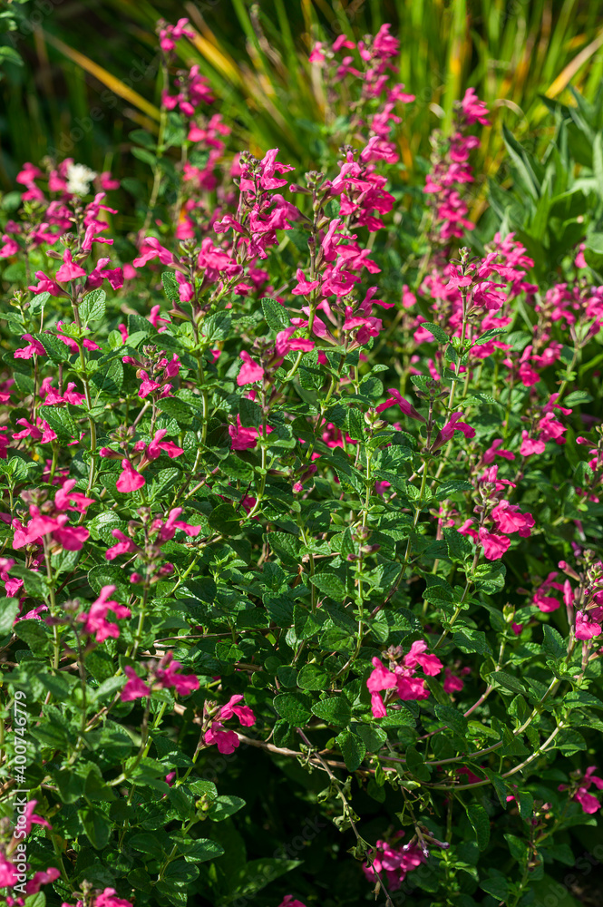 salvia macellaria a purple red spring summer autumn flower plant commonly known as sage stock photo image 