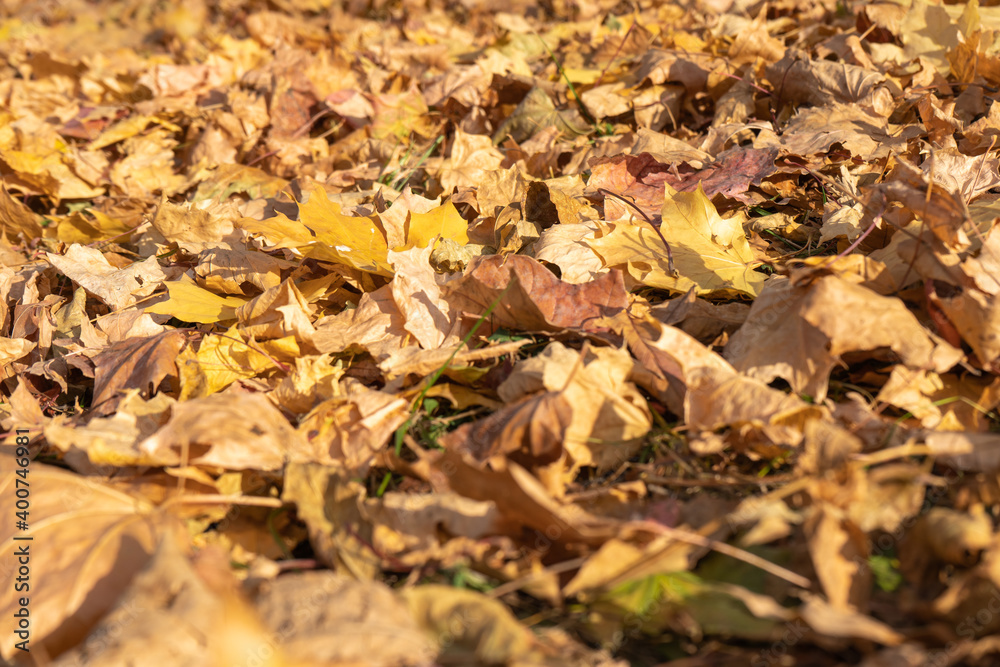 dry yellow maple leaves on the ground. selective focus dry yellow maple leaves on the ground. selective focus