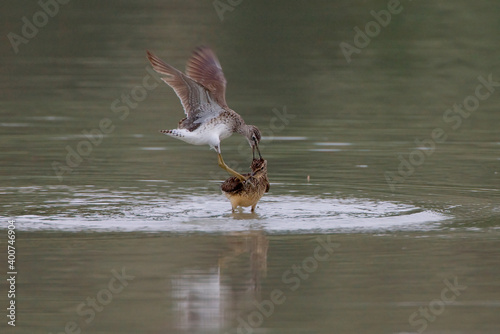 Bosruiter, Wood Sandpiper, Tringa glareola photo