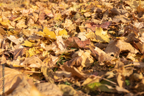 dry yellow maple leaves on the ground. selective focus