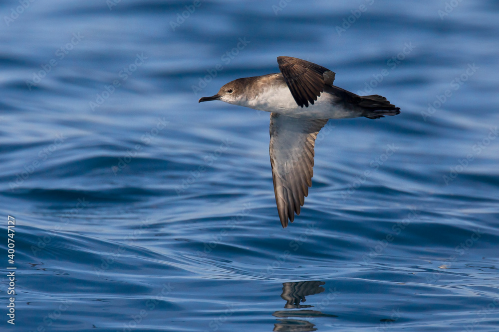 Yelkouanpijlstormvogel, Yelkouan Shearwater, Puffinus yelkouan Yelkouanpijlstormvogel, Yelkouan Shearwater, Puffinus yelkouan