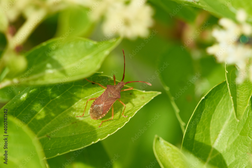 Braune Randwanze (Gonocerus acuteangulatus) Braune Randwanze (Gonocerus acuteangulatus)