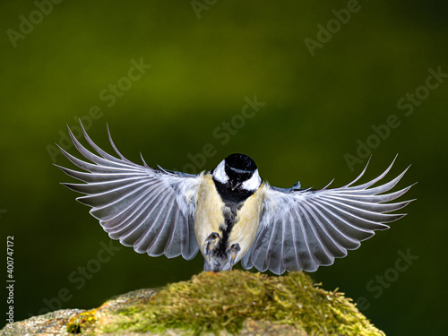 Fliegende Kohlmeise (Parus major) landet auf bemoosten Stein.