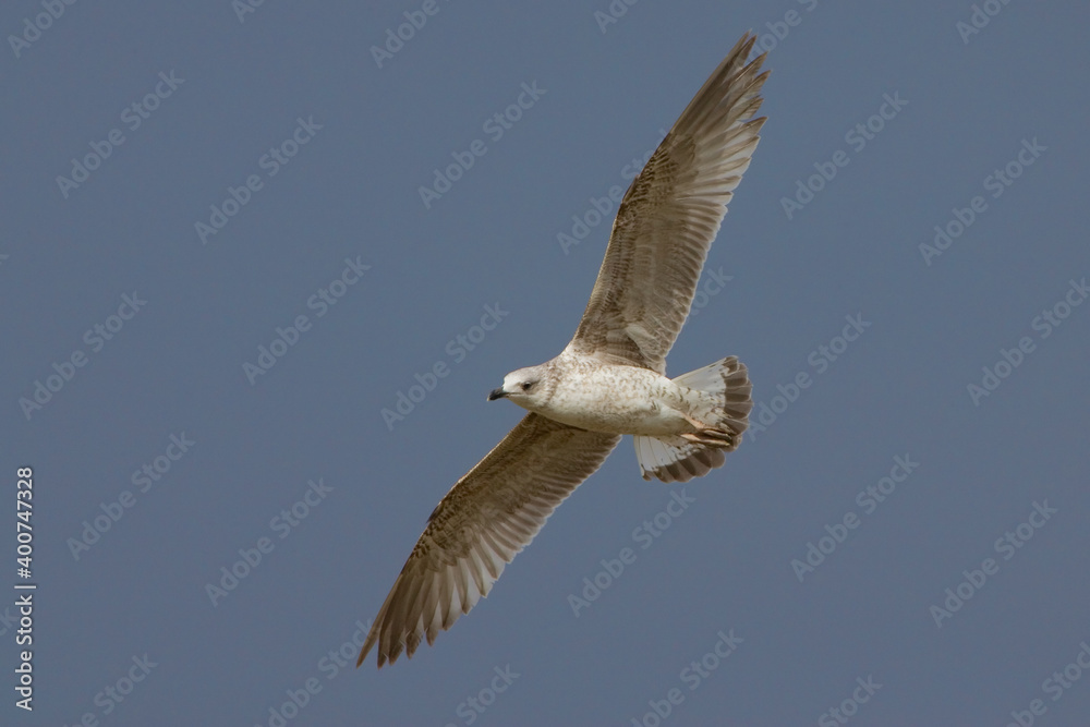 Yellow-legged Gull; Geelpootmeeuw; Larus michahellis Yellow-legged Gull; Geelpootmeeuw; Larus michahellis