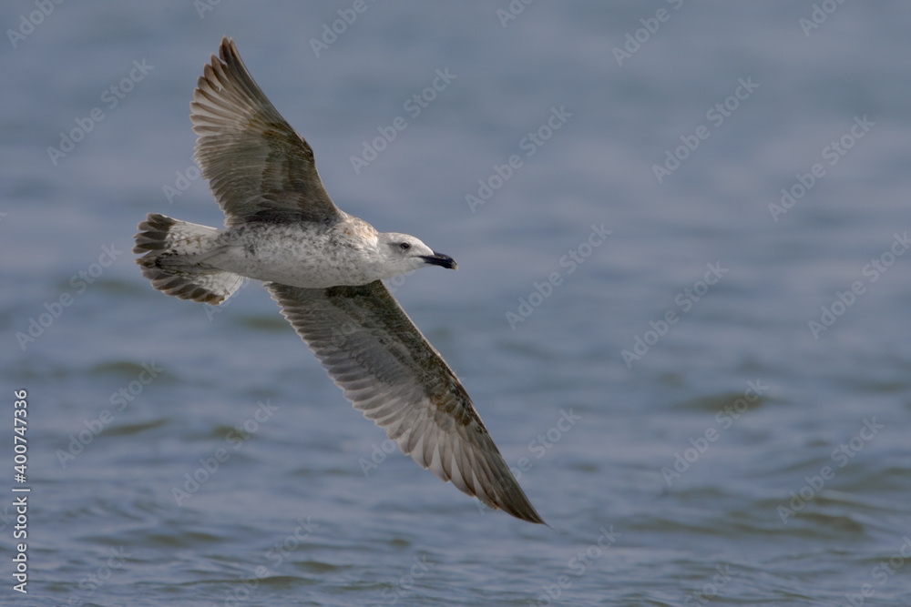 Yellow-legged Gull; Geelpootmeeuw; Larus michahellis Yellow-legged Gull; Geelpootmeeuw; Larus michahellis