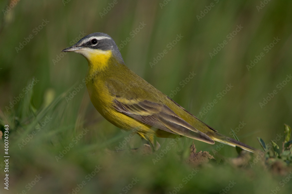 Fototapeta premium Gele kwikstaart, Yellow Wagtail, Motacilla flava