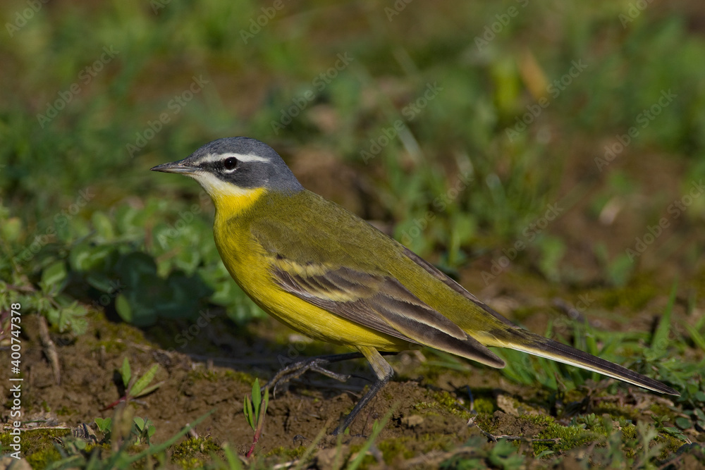 Gele kwikstaart, Yellow Wagtail, Motacilla flava Gele kwikstaart, Yellow Wagtail, Motacilla flava
