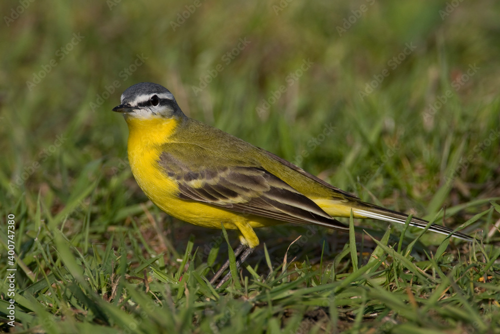 Gele Kwikstaart, Yellow Wagtail, Motacilla flava