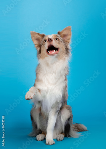 happy dog on a blue background. border collie funny portrait.  © annaav