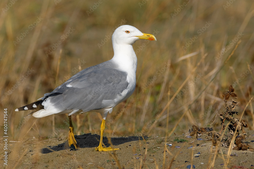 Geelpootmeeuw, Yellow-legged Gull, Larus michaellis Geelpootmeeuw, Yellow-legged Gull, Larus michaellis