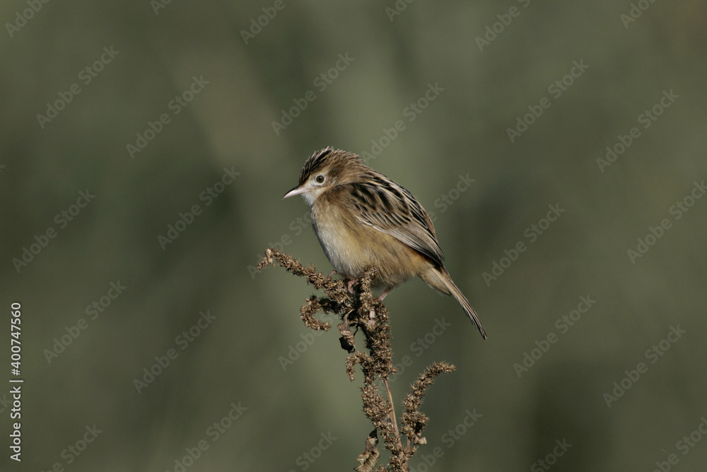 Zitting Cisticola, Graszanger, Cisticola juncidis Zitting Cisticola, Graszanger, Cisticola juncidis