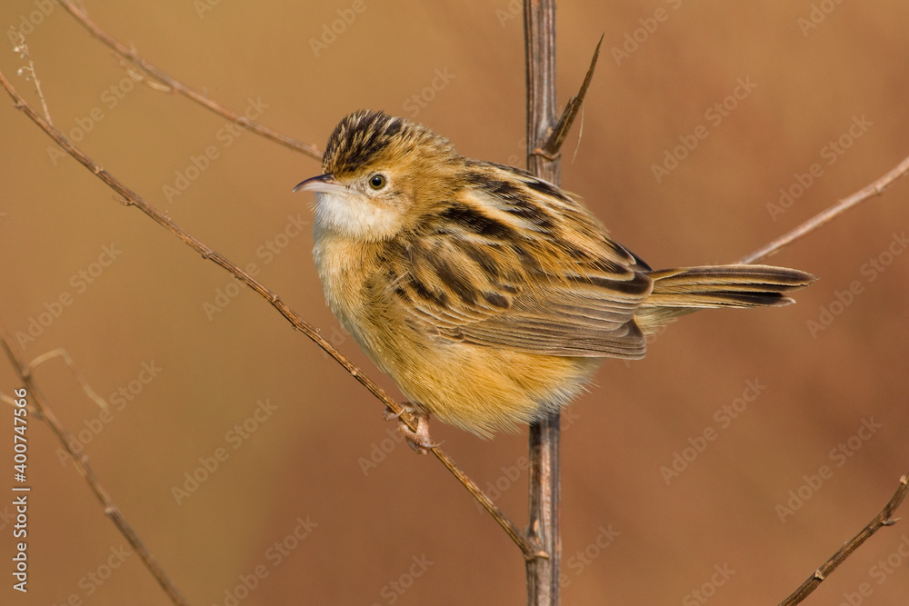 Graszanger, Zitting Cisticola, Cisticola juncidis