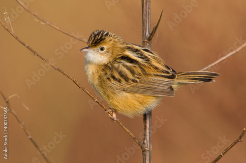 Obraz na płótnie Graszanger, Zitting Cisticola, Cisticola juncidis w salonie