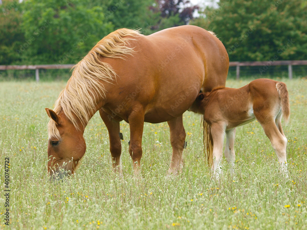 Fototapeta premium Suffolk Punch Mare and Foal