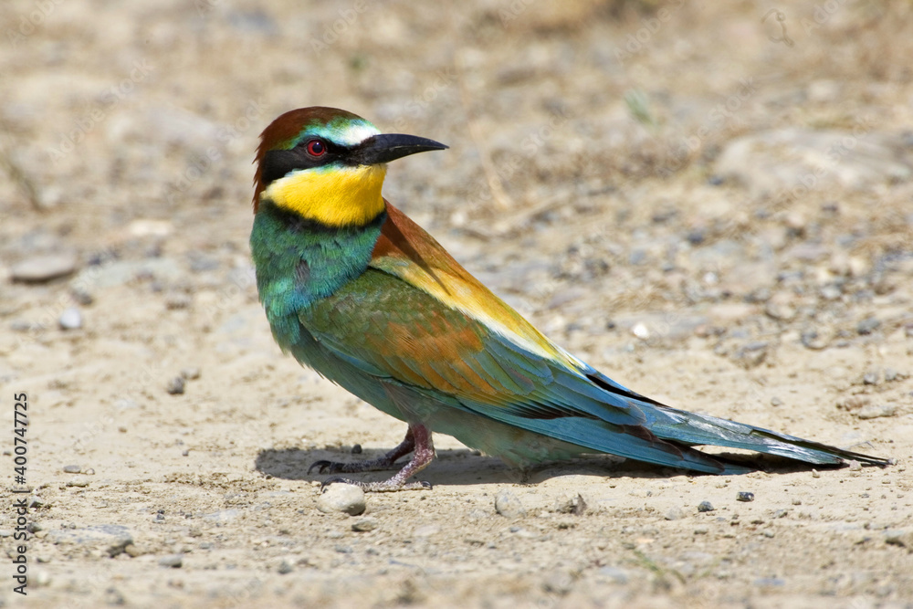 Europese Bijeneter; European Bee-eater; Merops apiaster Europese Bijeneter; European Bee-eater; Merops apiaster