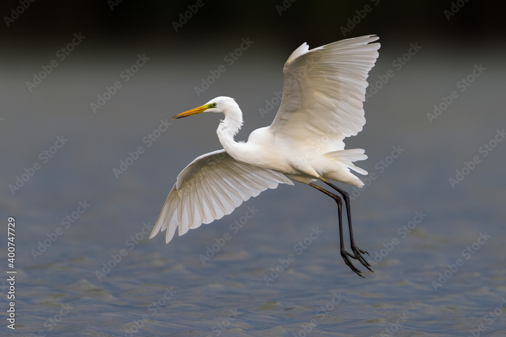 Grote Zilverreiger; Great White Egret; Ardea alba Grote Zilverreiger; Great White Egret; Ardea alba