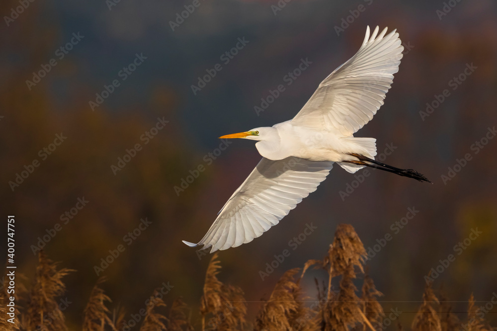 Grote Zilverreiger; Great White Egret; Ardea alba Grote Zilverreiger; Great White Egret; Ardea alba