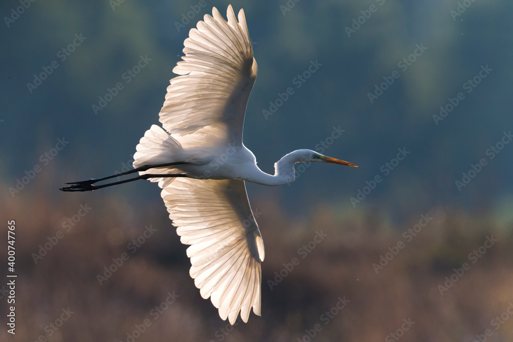 Grote Zilverreiger; Great White Egret; Ardea alba Grote Zilverreiger; Great White Egret; Ardea alba